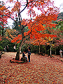 miyajima04_11_thumb.png